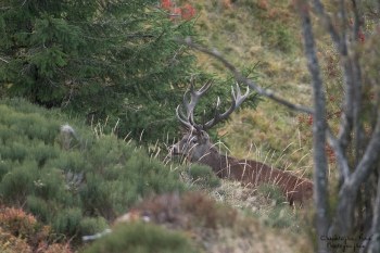 Saison de brame 2016