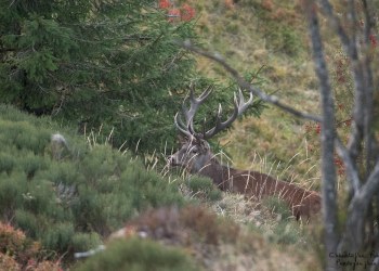 Saison de brame 2016