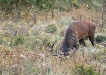 Saison de brame 2016