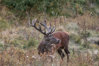 Saison de brame 2016
