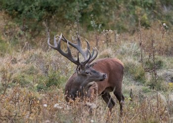 Saison de brame 2016