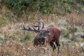 Saison de brame 2016