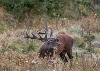 Saison de brame 2016