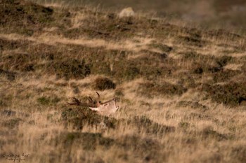 Saison de brame 2016