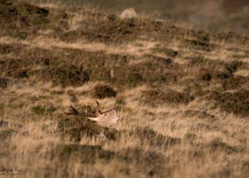 Saison de brame 2016