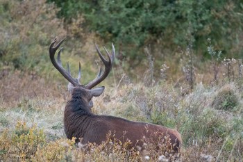 Saison de brame 2016