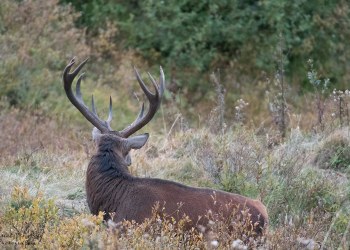 Saison de brame 2016
