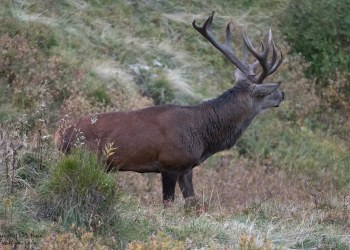 Saison de brame 2016