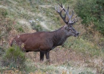 Saison de brame 2016