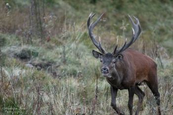Saison de brame 2016