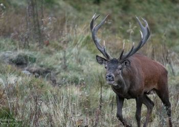 Saison de brame 2016
