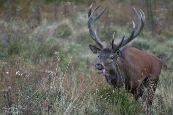 Saison de brame 2016