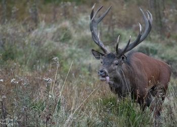 Saison de brame 2016