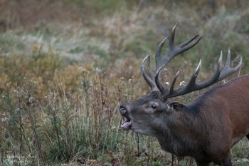 Saison de brame 2016