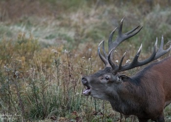 Saison de brame 2016