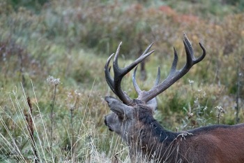 Saison de brame 2016