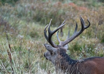 Saison de brame 2016