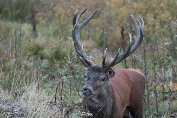 Saison de brame 2016