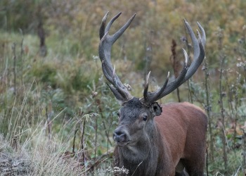 Saison de brame 2016