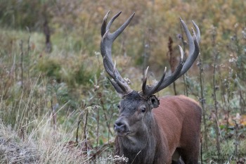 Saison de brame 2016