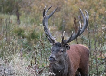 Saison de brame 2016