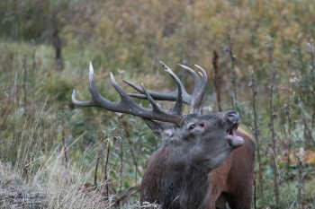Saison de brame 2016