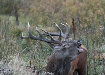 Saison de brame 2016