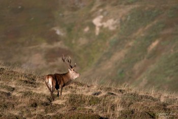 Saison de brame 2016