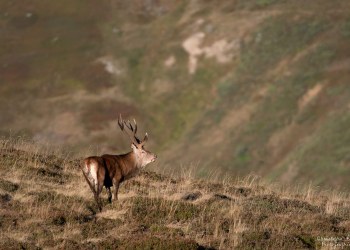 Saison de brame 2016