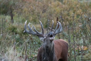 Saison de brame 2016