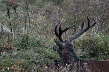 Saison de brame 2016