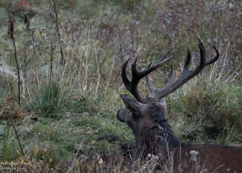 Saison de brame 2016