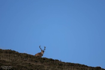 Saison de brame 2016