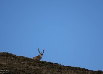 Saison de brame 2016