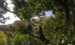 Saison de brame 2016