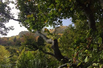 Saison de brame 2016