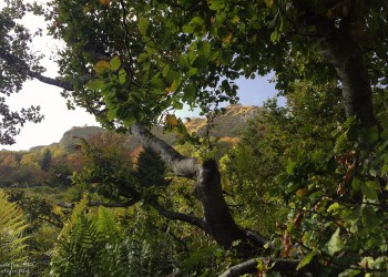 Saison de brame 2016