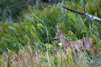 Saison de brame 2016