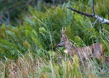 Saison de brame 2016