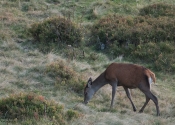 Saison de brame 2016