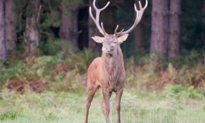 Bavard 2008 Bavard 2008