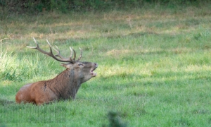 Bavard 2011 Bavard 2011