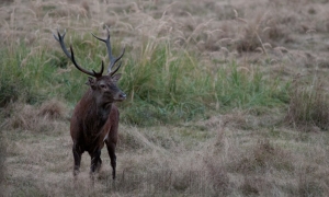 Bavard 2012 Bavard 2012
