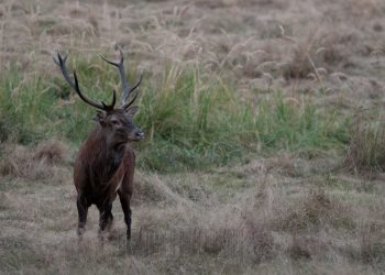 Bavard 2012
