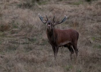 Bavard, combat à mort