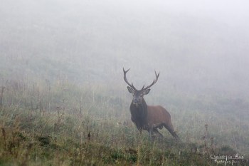 Troncais- Nature brame 2013 en Auvergne