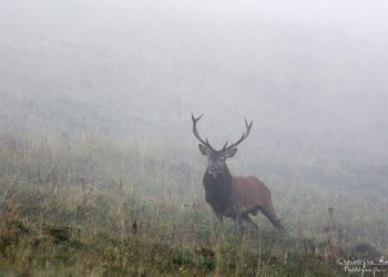 Troncais- Nature brame 2013 en Auvergne