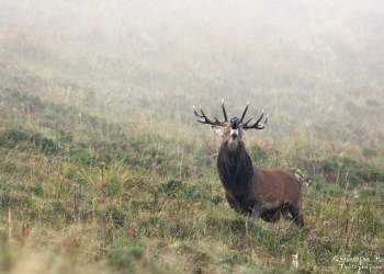 Troncais- Nature brame 2013 en Auvergne