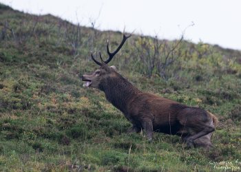 Troncais- Nature brame 2013 en Auvergne