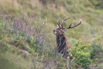 Troncais- Nature brame 2013 en Auvergne